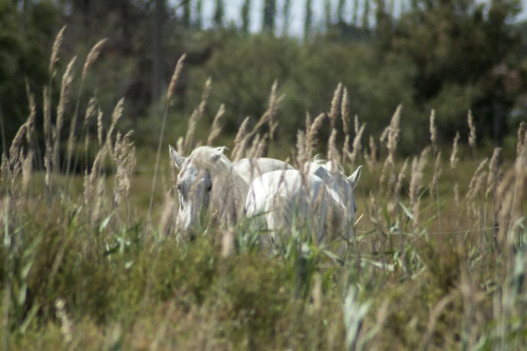 Bergerie D'Alivon En Camargue Bed & Breakfast Albaron Екстериор снимка