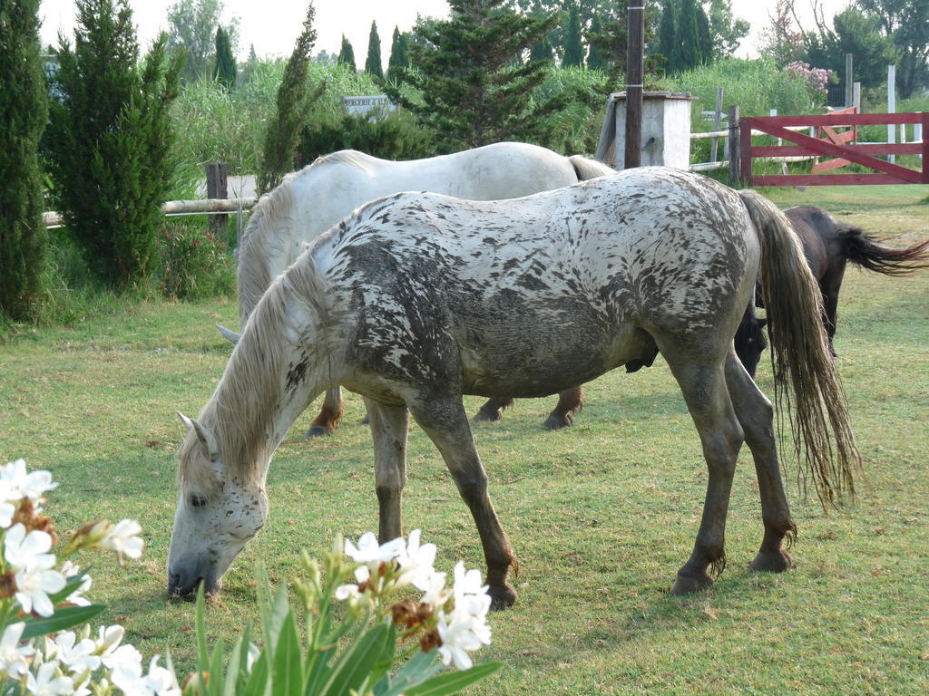 Bergerie D'Alivon En Camargue Bed & Breakfast Albaron Екстериор снимка