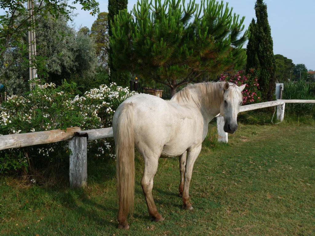 Bergerie D'Alivon En Camargue Bed & Breakfast Albaron Екстериор снимка